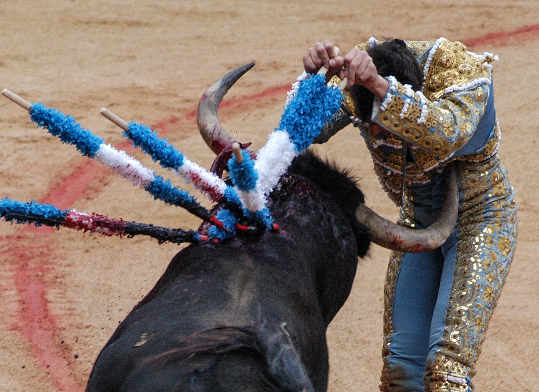 torero-corneado